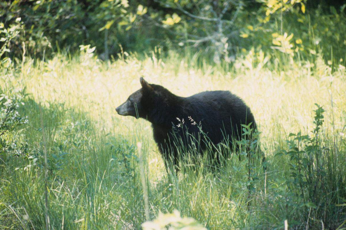 A female black bear in Eastern Kentucky.