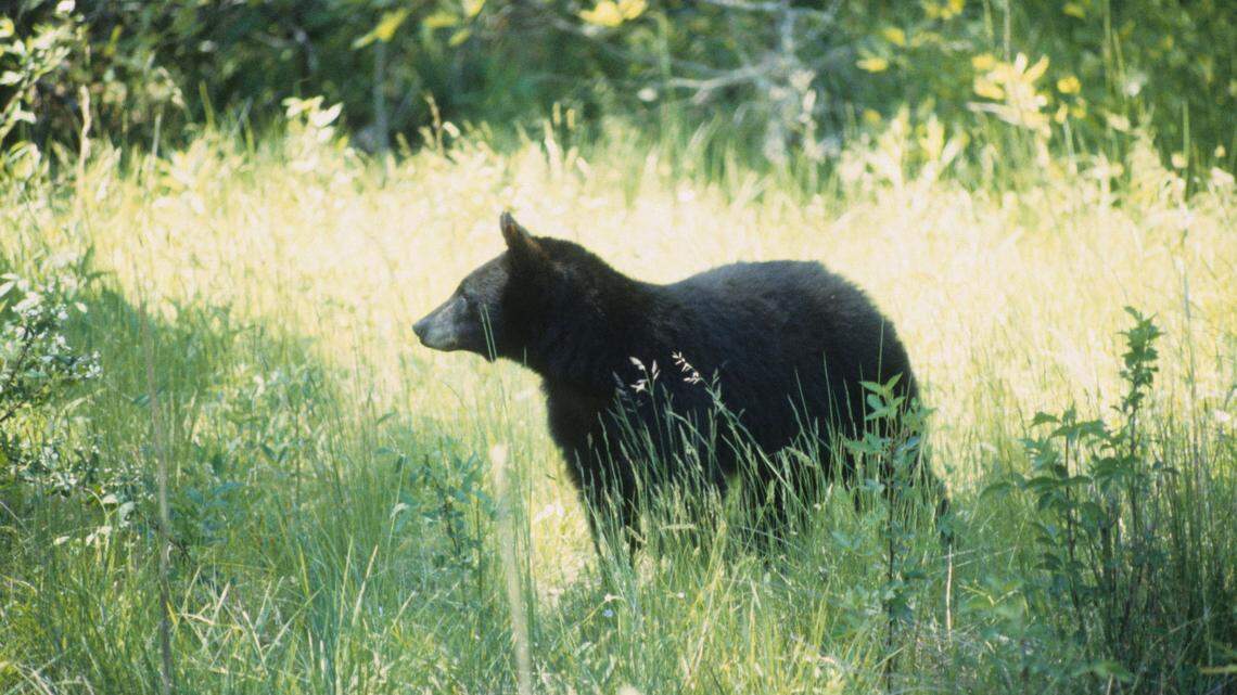 Oregon Department of Fish and Wildlife said they are concerned about a “frenzy of poaching” after a black bear, not the one pictured, was decapitated and deer and elk were poached.