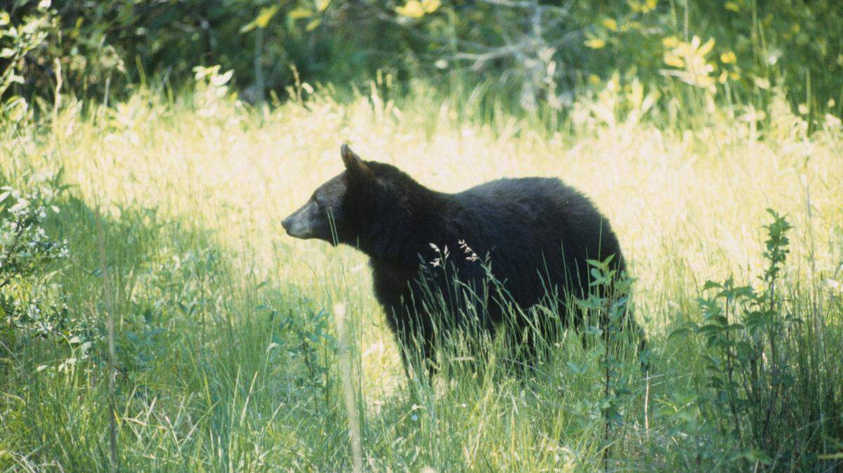Oregon Department of Fish and Wildlife said they are concerned about a “frenzy of poaching” after a black bear, not the one pictured, was decapitated and deer and elk were poached.