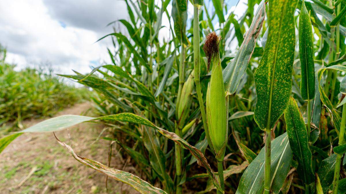 A path for a maze is cut out of a corn field with a blue sky filled with puffy cotton like cumulous clouds.