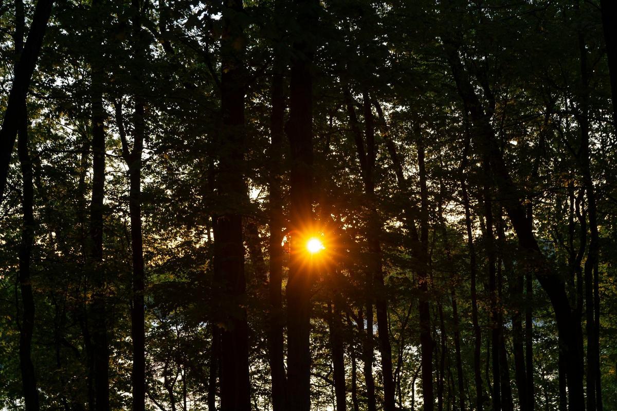 The sun rises behind trees at Lake Barkley State Resort Park near Cadiz. Lake Barkley, about a 4-hour drive from Lexington, offers a lodge and cottages; campground; restaurant; hiking; marina; swimming; golfing; fishing; biking; racquetball; tennis and pickleball.