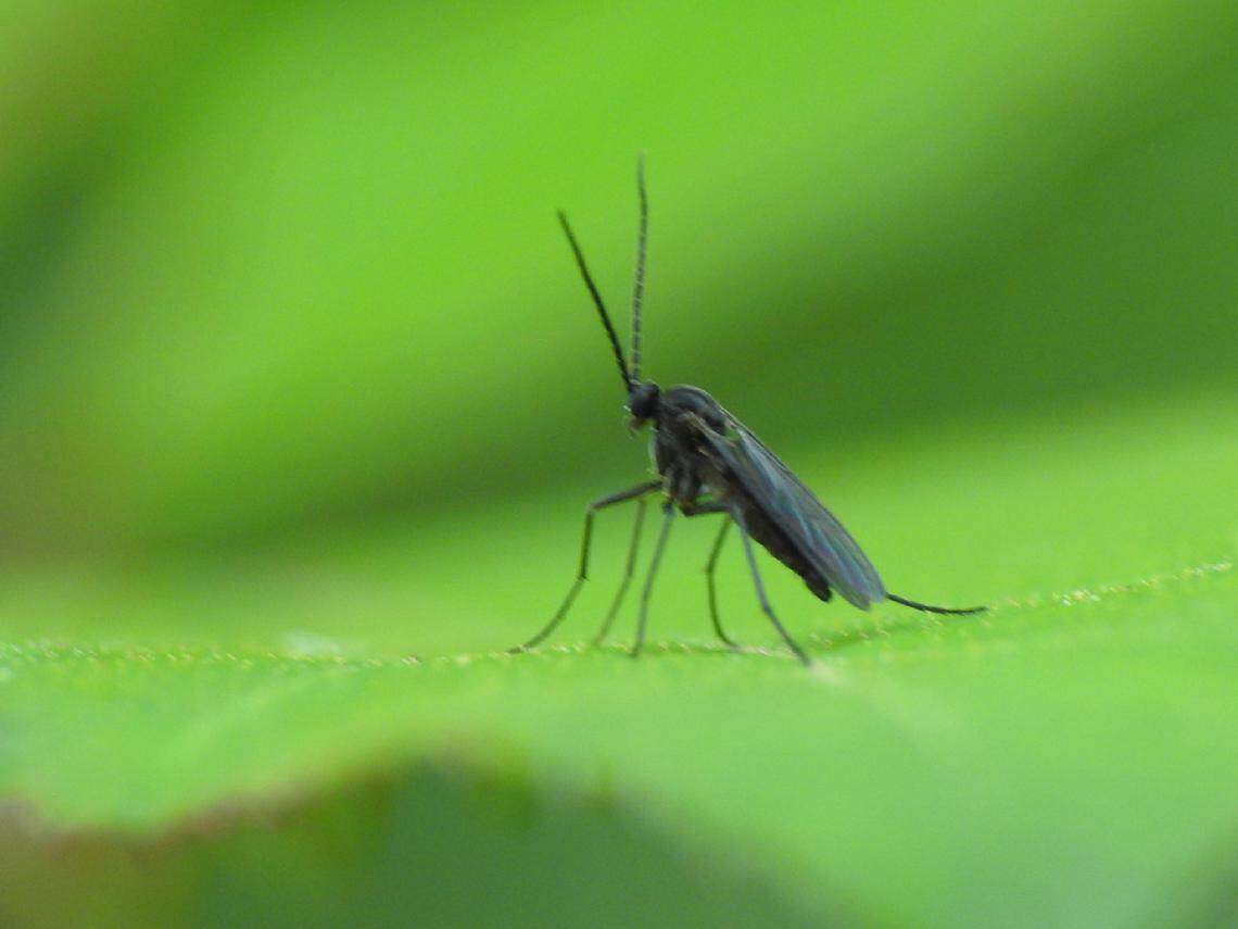 An adult fungus gnat is pictured here standing on a leaf. They are small black flies that resemble mosquitoes in appearance. 