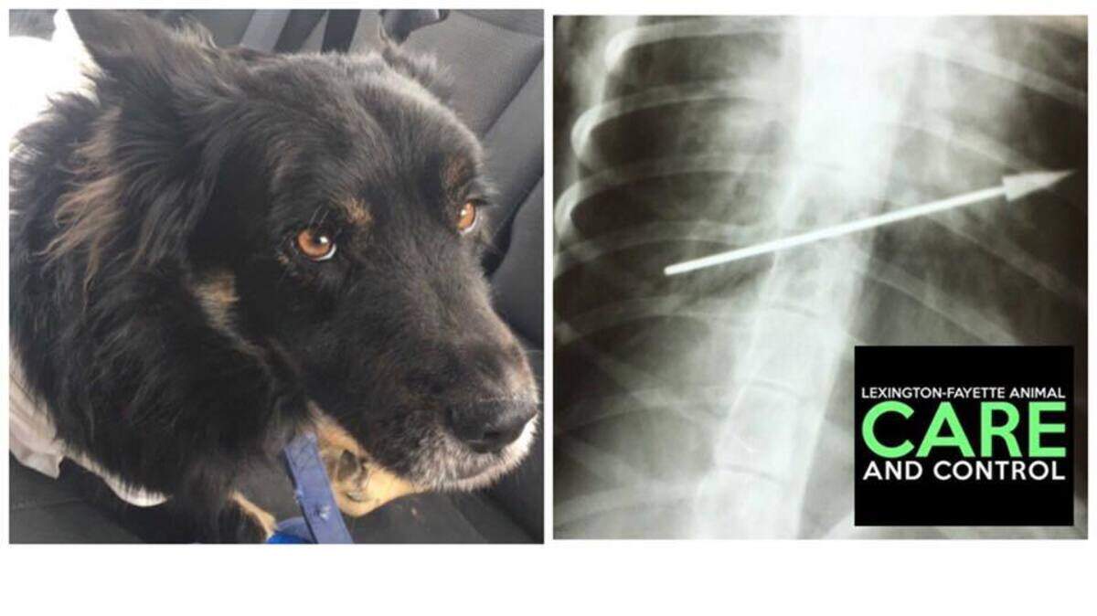 Lexington-Fayette Animal Care and Control officials are searching for the people responsible for shooting a dog with a blow dart in the Masterson Station neighborhood.