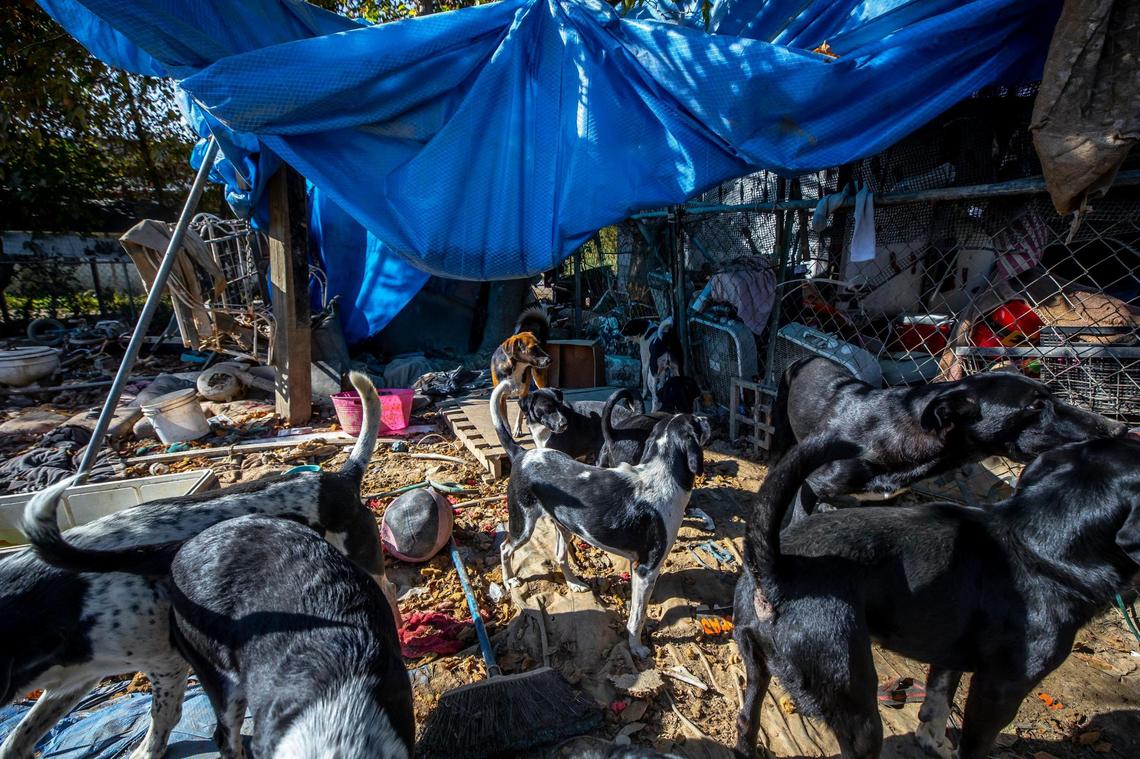 Some of Melissa Bryant’s dogs are photographed in her yard in Haddix, Ky., on Tuesday, Oct. 11, 2022. FEMA offered her a trailer, but she wouldn’t have been allowed to take all of her 15 dogs, so she turned it down and lived in a cargo trailer at the lot for several months, until she received a camper trailer.