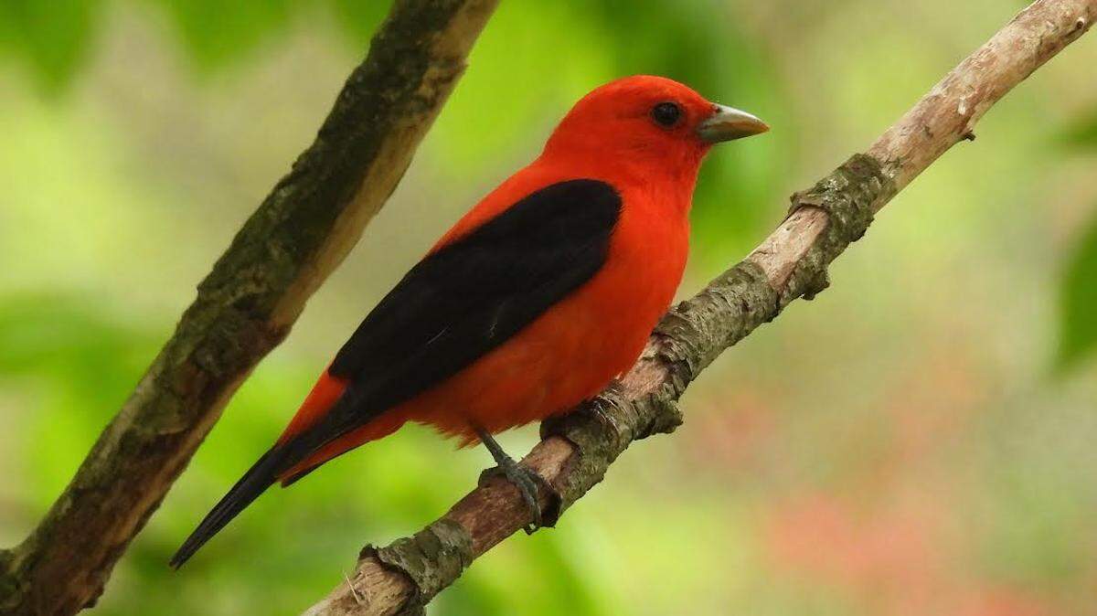 The scarlet tanager, seen here, eats insects and fruit. You can see it this spring in Kentucky.