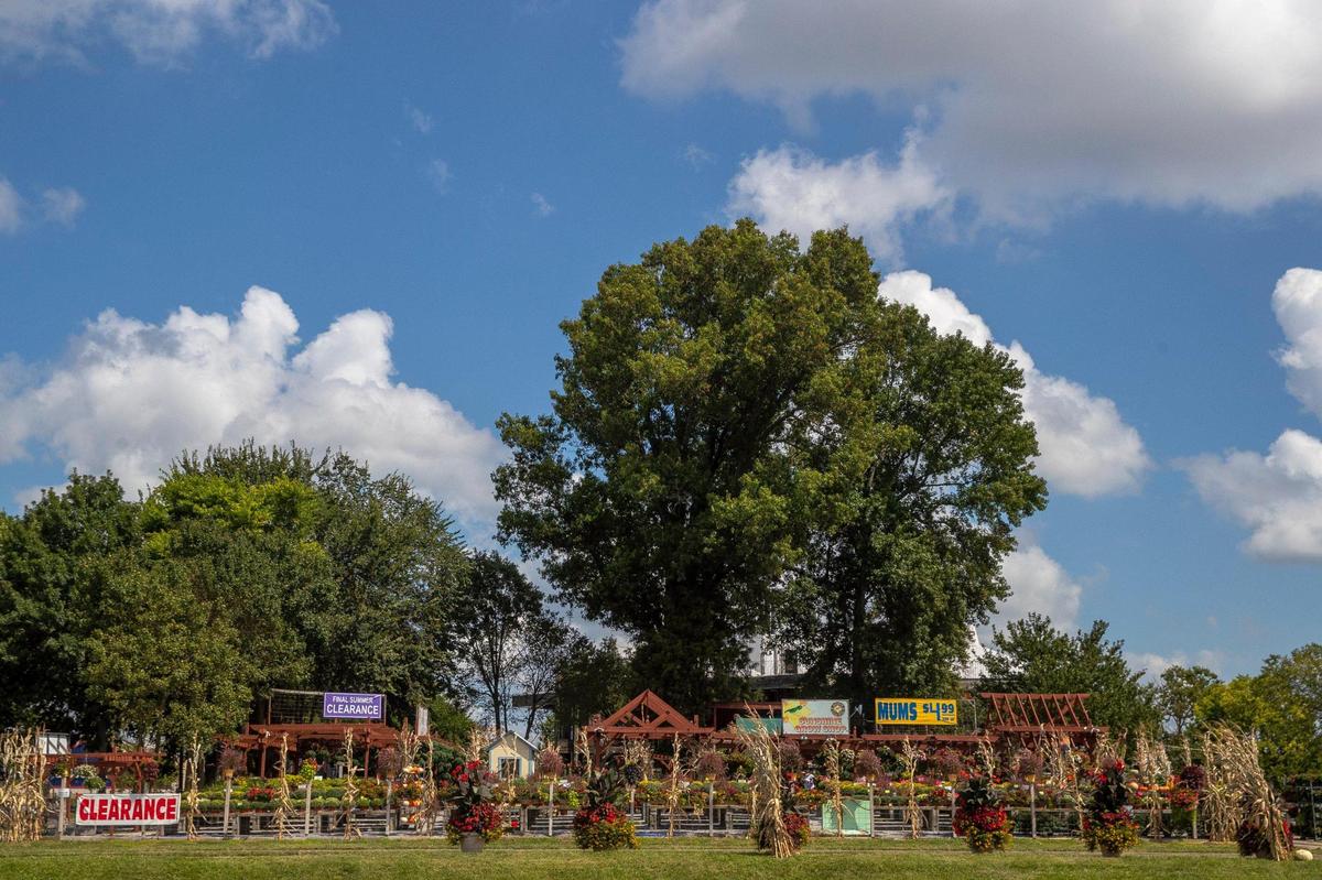 To build a restaurant, developers cut down a nearly 70-foot pin oak and other trees on the lot of what was the Sunshine Grow shop on Richmond Road.