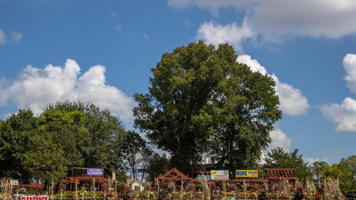 To build a restaurant, developers want to tear down a nearly 70-foot pin oak and other trees on the lot of what is now the Sunshine Grow shop on Richmond Road. City planners have asked them to reconsider.