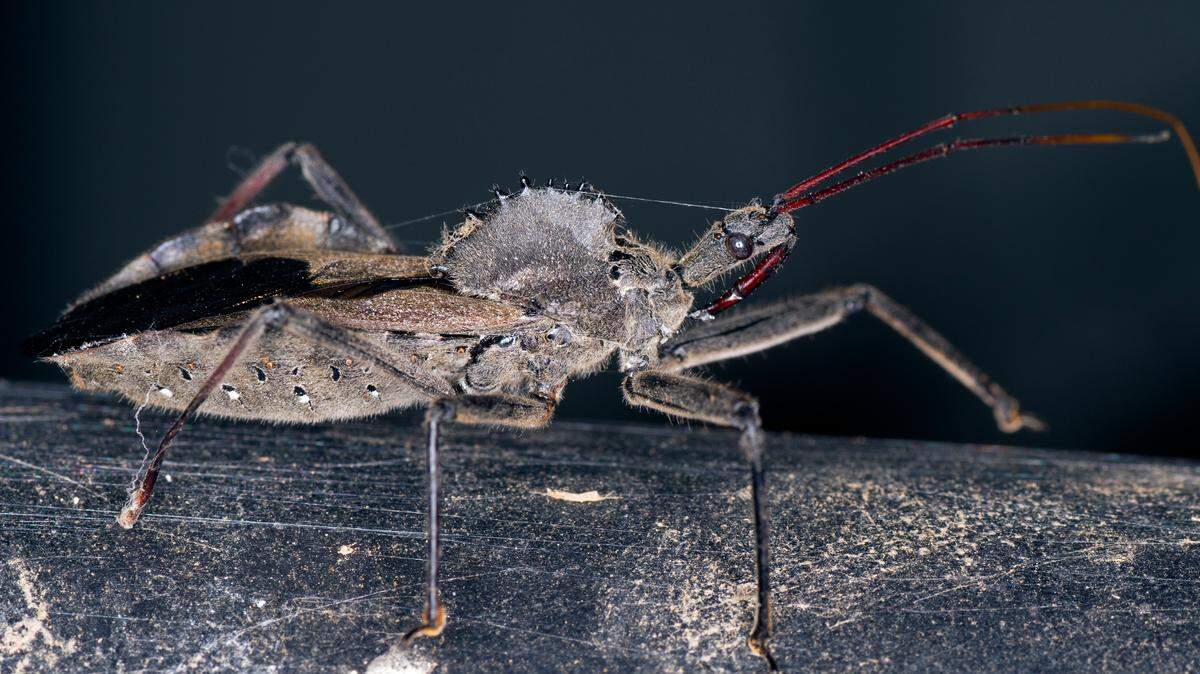 A photograph depicts a wheel bug. This oddly-shaped gray-colored bug. Is named for the crest on its back, which resembles the teeth of a gear. The wheel bug also has a powerful peak that can deliver a painful bite. It's best to avoid handling this assassin of the insect world.