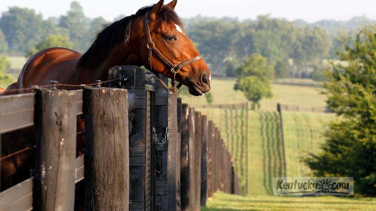 Little Belle looks over the paddock fence before she and her foal were brought into their barn on an early morning at Darley's Jonabell Farm, 3333, Bowman Mill Rd. in Lexington, Ky. Thursday, May 24, 2012.  HH Sheikh Mohammed bin Rashid Al Maktoum purchased the 750-acre Jonabell Farm in October of 2001. Photo by Charles Bertram |  Staff