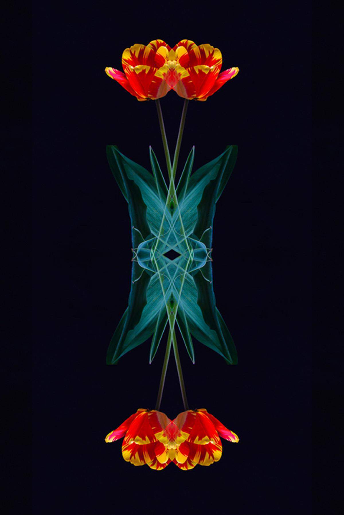 “Bent Flora” by James Shambhu