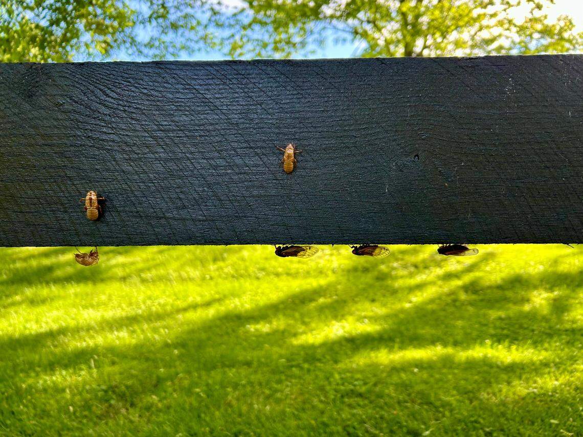 Cicadas hang upside on a fence post near Kirklevington Park in Lexington.