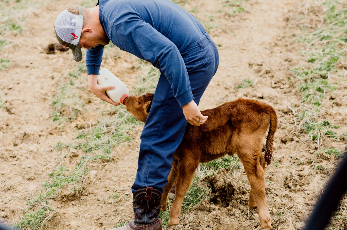 Daniel Hayden, a Kentucky cattle farmer, feeds one of his calves at Hayden Farms in Kentucky’s Daviess and Ohio counties.