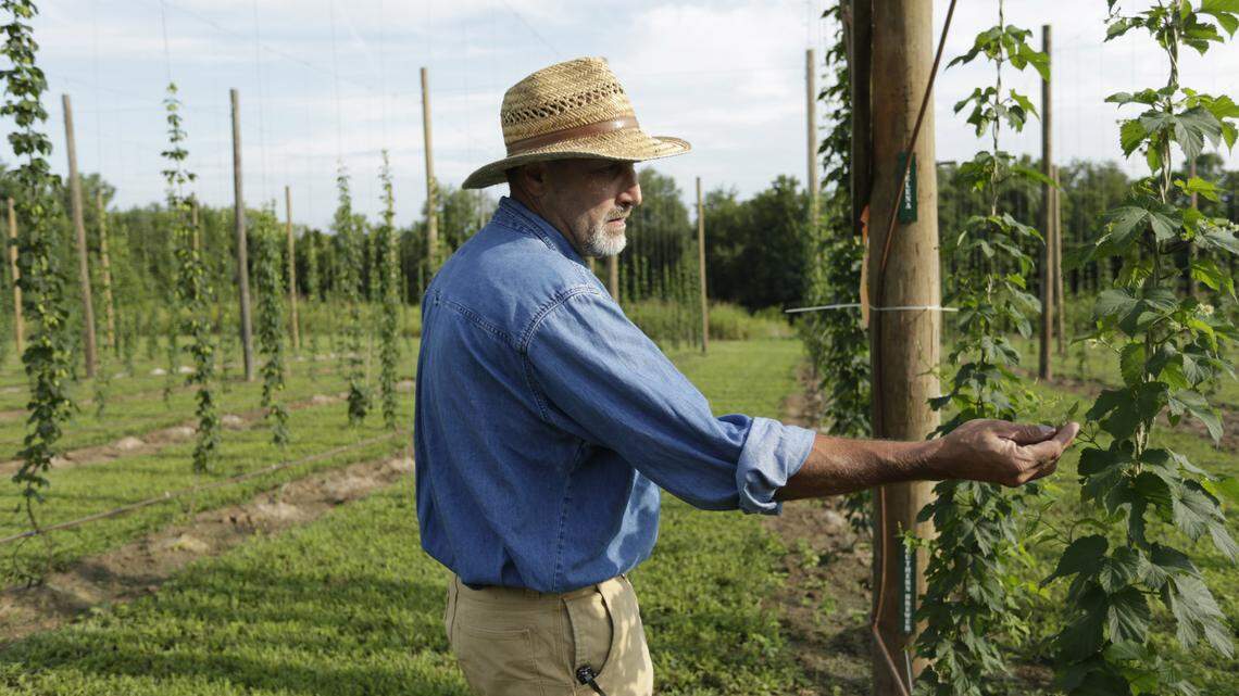 Mark Maikkula installed 21 rows of hop plants in June in a former tobacco field in Boonesboro. He said he didn't expect much this year, but the weather worked in his favor, and he has a little to sell. In five years, the plants could produce as much as 6,000 pounds of hops.  