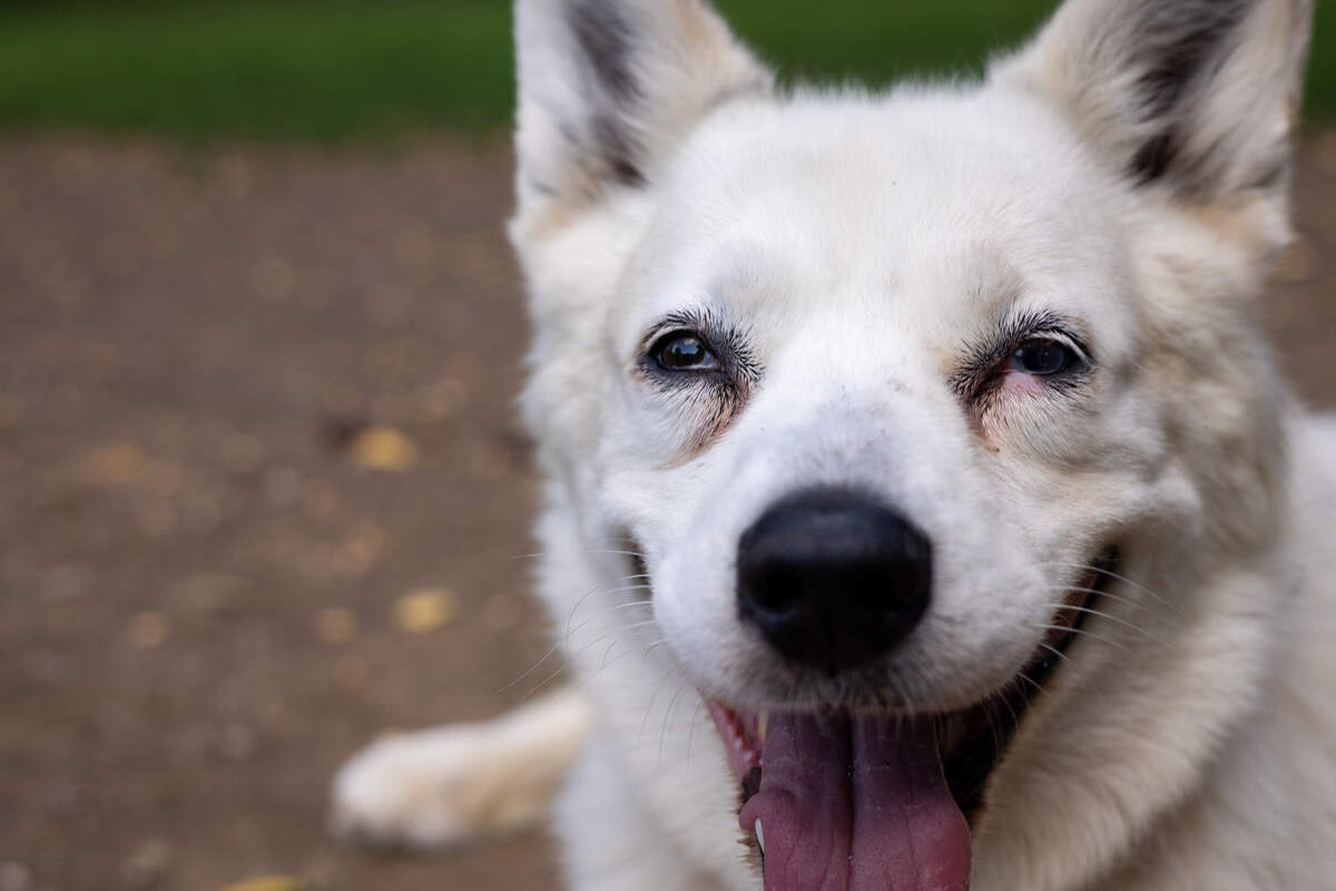 A dog with white and fluffy fur, pointy ears and widespread eyes sticks his tongue out while starting into the camera.