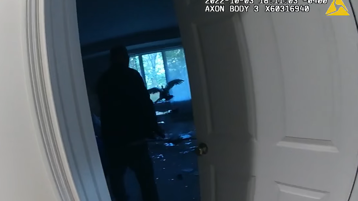 A wild turkey broke into a home in Miami Township, Ohio, ransacking it before smashing a window and escaping outside, video shows.