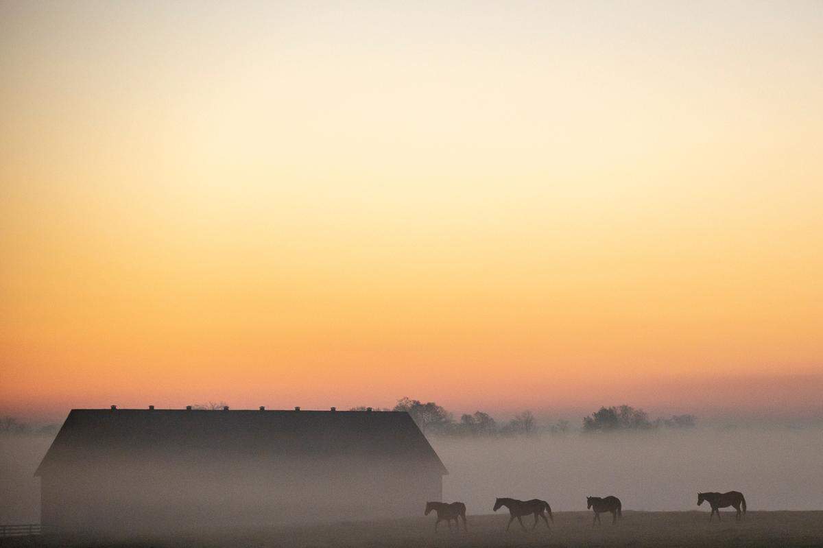 Horses walk through a field at Lantern Hill Farm in Woodford County on Sunday morning. Monday’s forecast calls for mostly sunny skies and a high temperature in the mid-60s, according to the National Weather Service.