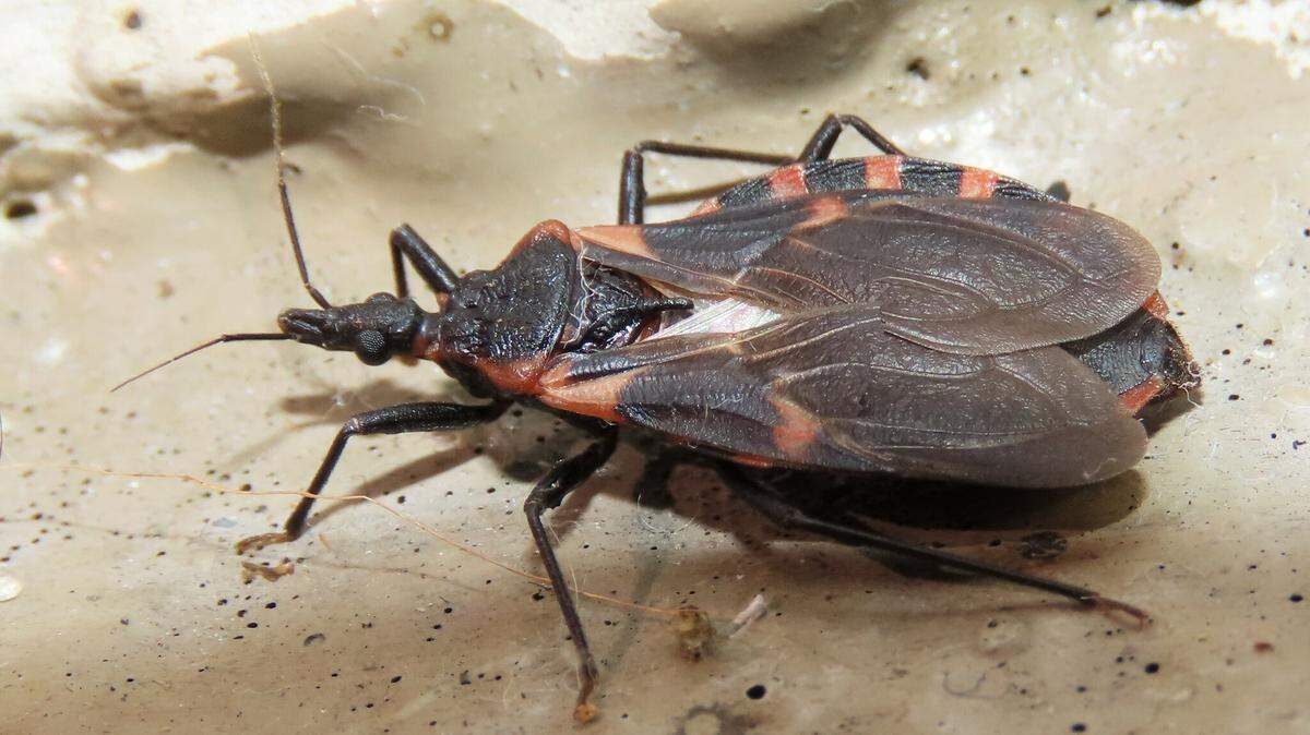 A photograph of the Eastern Bloodsucking Conenose (Triatoma sanguisuga), via Wikimedia Commons.