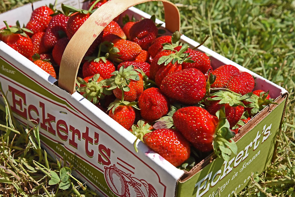 Eckert’s Orchard in Versailles will have fresh ripe strawberries available for picking this weekend and all through May. Book field access online.