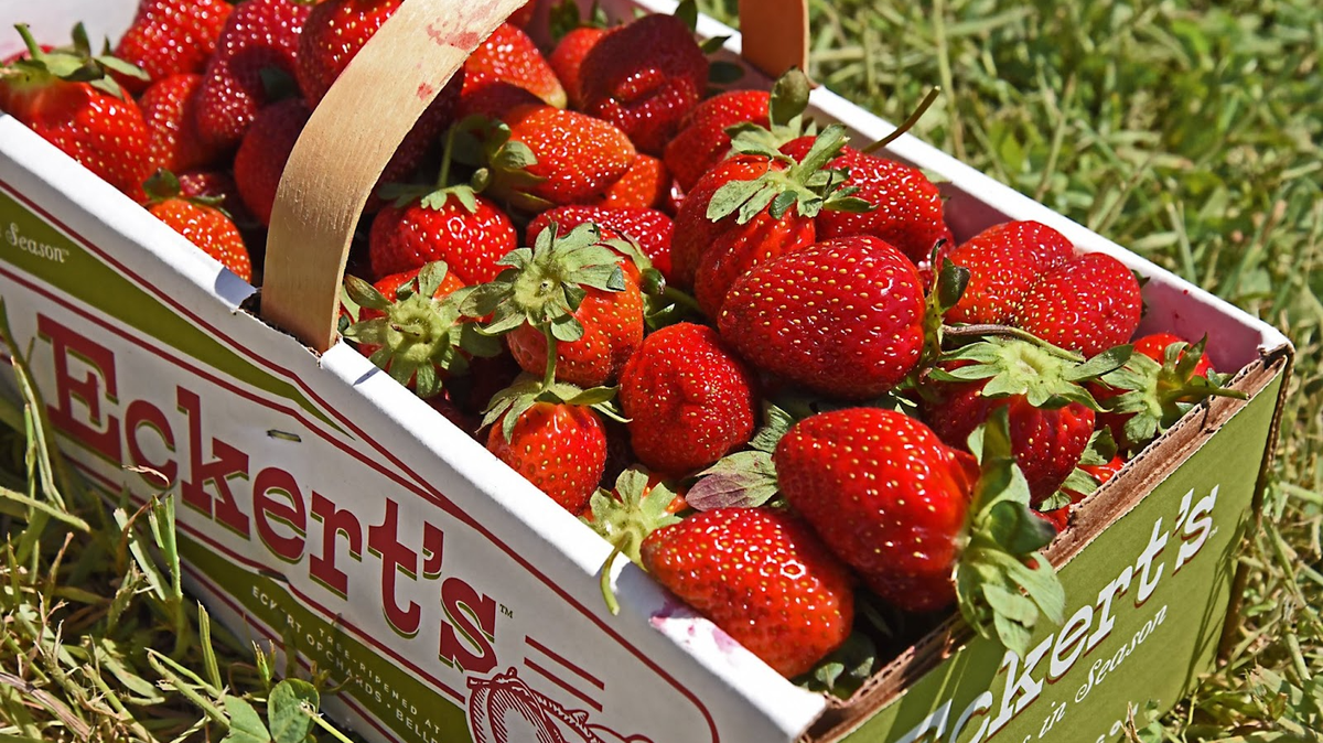 Eckert’s Orchard in Versailles will have fresh ripe strawberries available for picking this weekend and all through May. Book field access online.
