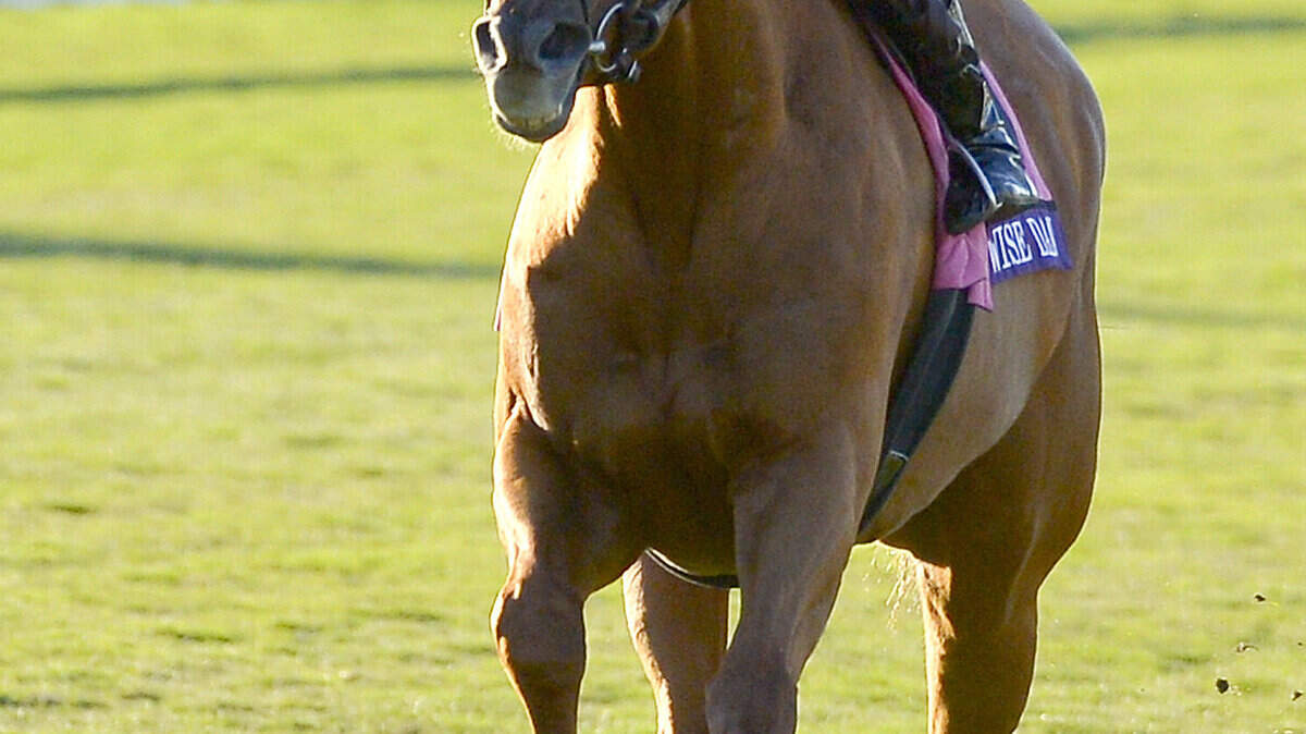 Breeders Cup Mile Horse Racing