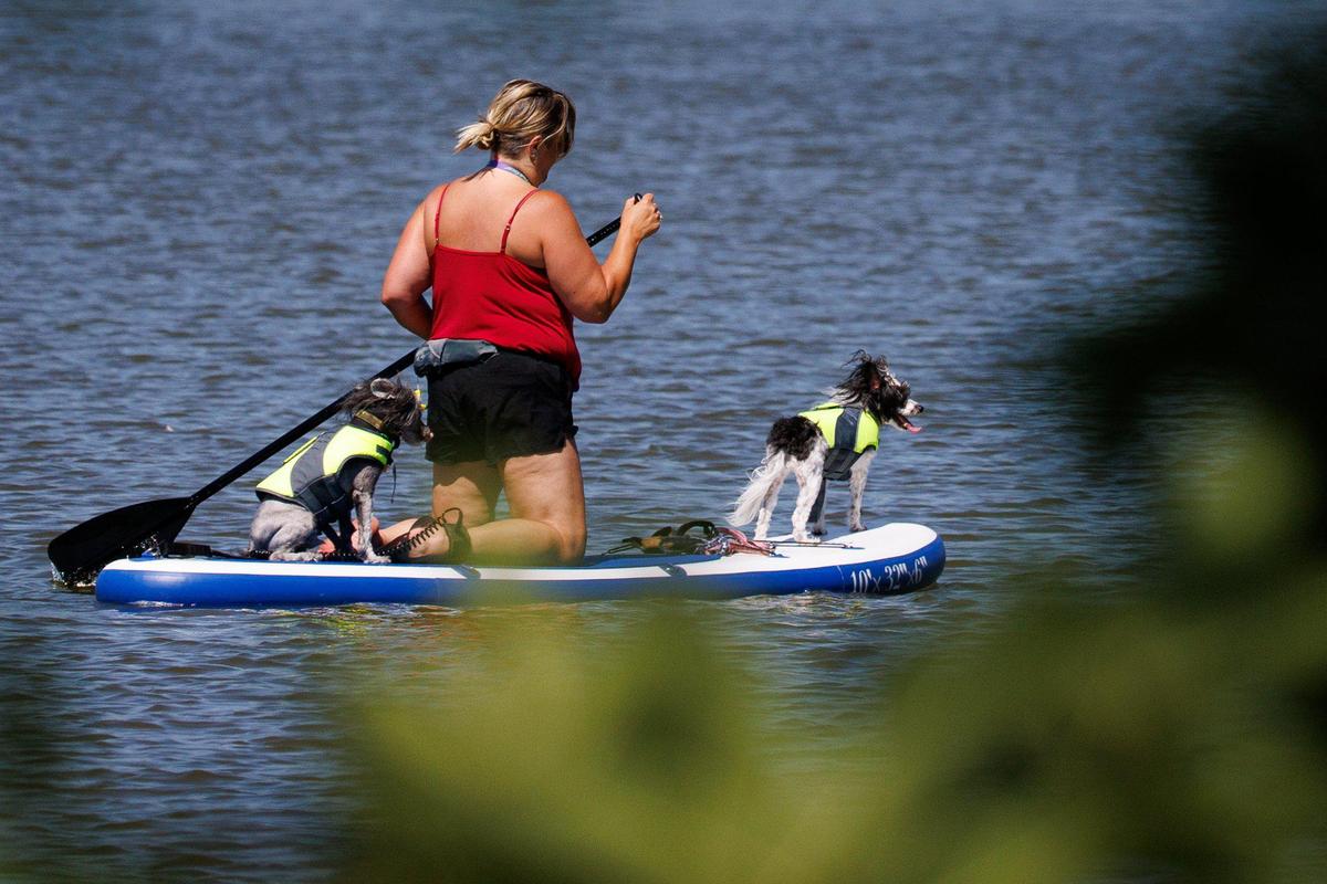 Two dogs accompany a person on a paddle board on a lake on Tuesday, June 21, 2022, at Jacobson Park in Lexington, Kentucky.