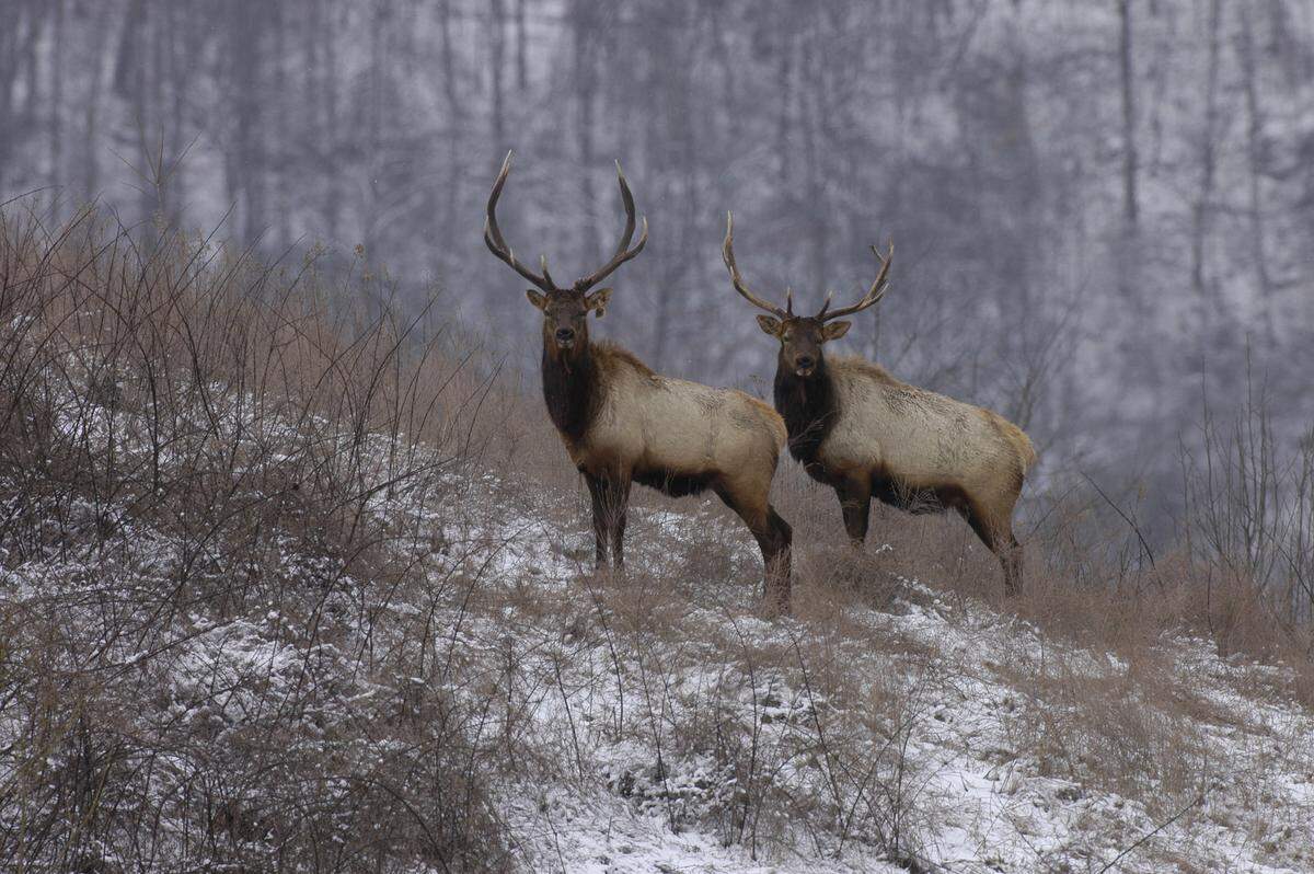 A project has resulted in successful restoration of elk in Eastern Kentucky.