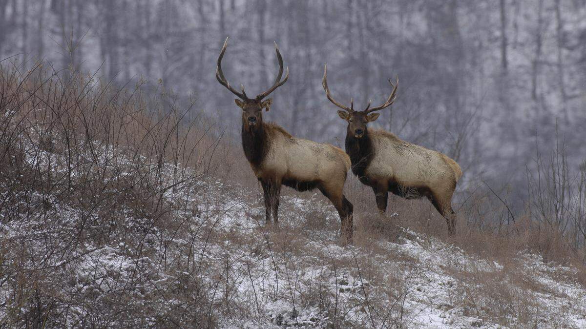 Power move? Bill would detach Fish & Wildlife from Gov. Beshear, give it to ag commissioner