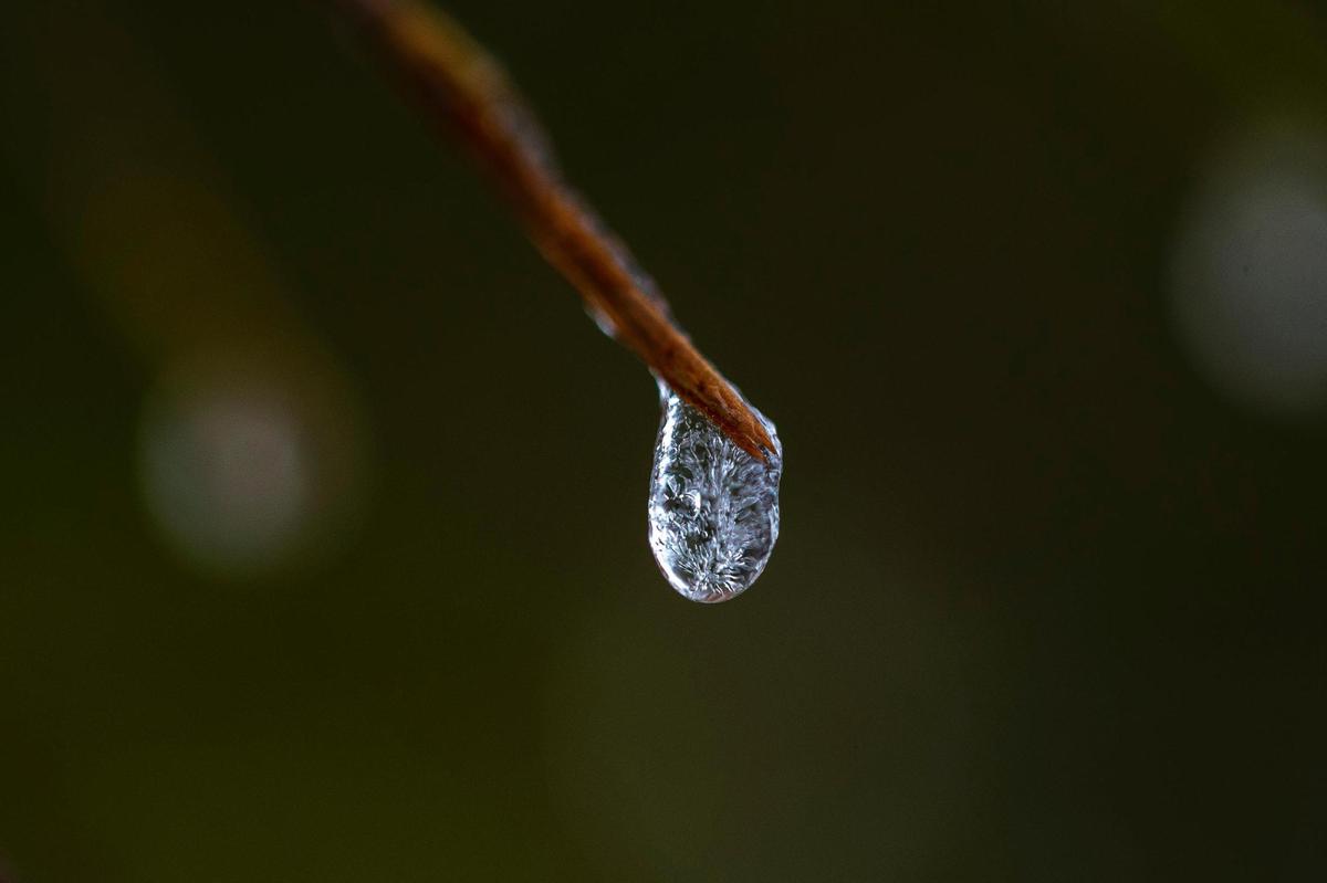 Ice forms on the branch of a tree in Jacobson Park in Lexington, Ky., on Friday, Feb. 4, 2022.