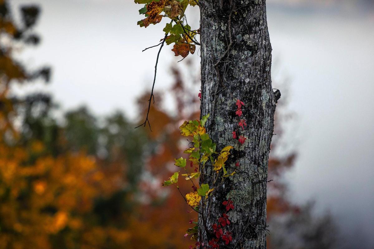 Green, yellow, red and orange leaves are on display on a tree in Bell County, Ky., on Wednesday, Nov. 3, 2021.