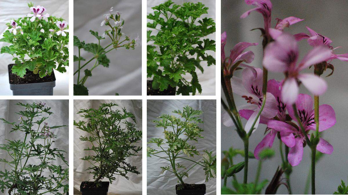 Scented geraniums are considered herbs and are less showy than ivy-leafed geraniums, with blooms that are small to  minute. They are grown partly for the scented oils they contain.  Clockwise from top left: orange, apple, Frensham lemon, strawberry, Grey Lady Plymouth, Skeleton Rose and Peppermint Rose.   