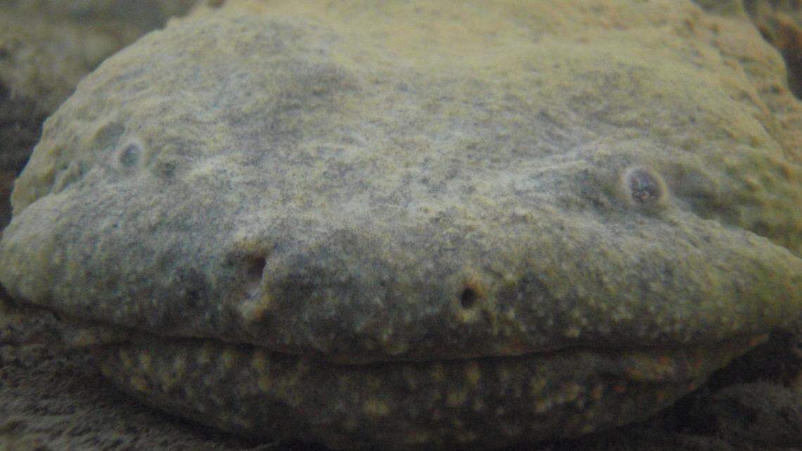 The eastern hellbender, a giant salamander, is facing loss of its natural habitat and declining populations.