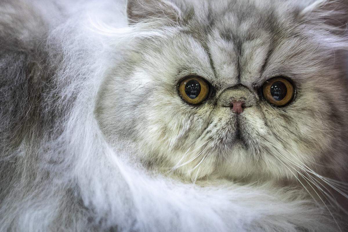The third annual Triple Crown Cat Fanciers CFA Allbreed Cat Show was held at Kentucky Indoor Sports Saturday and Sunday.