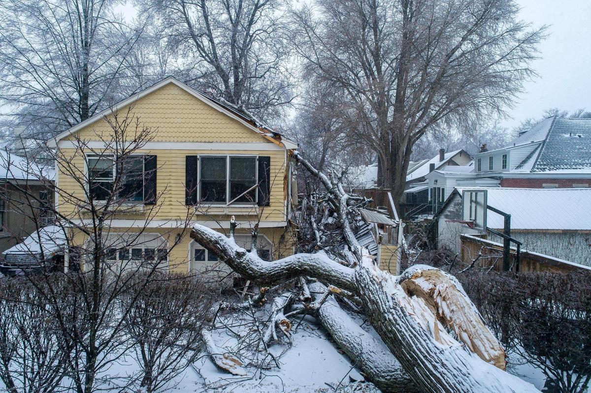 A tree fell in the backyard of a home on Central Avenue in Lexington, Ky., overnight on Thursday, Feb. 3, 2022. The homeowner said no one was injured.