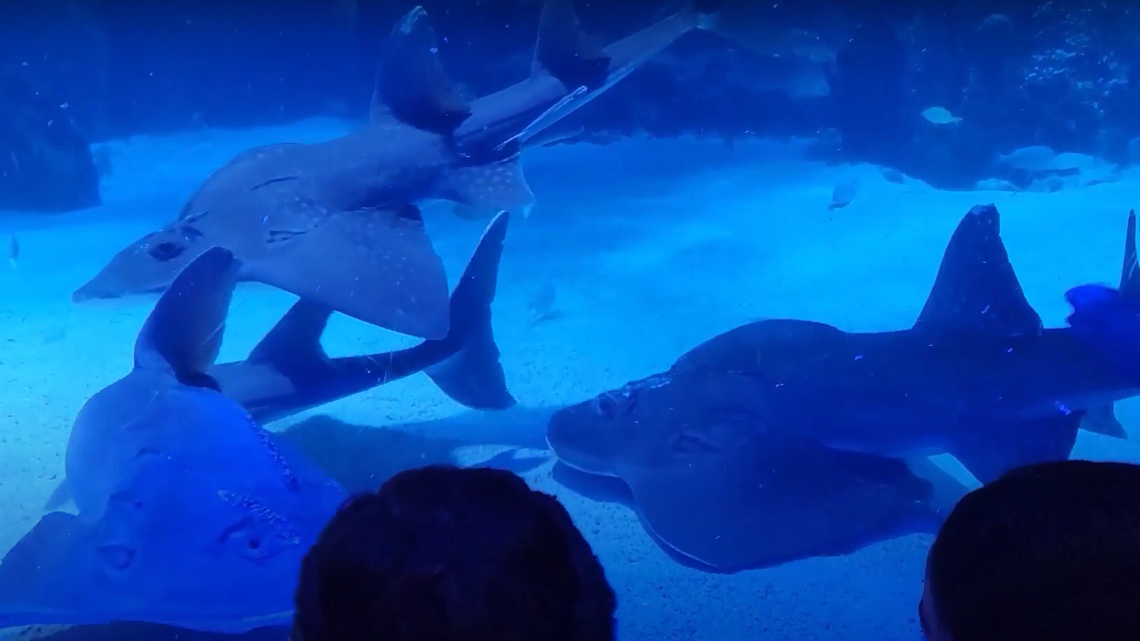 The Newport Aquarium is kicking off shark week by debunking some commonly held beliefs about sharks. 