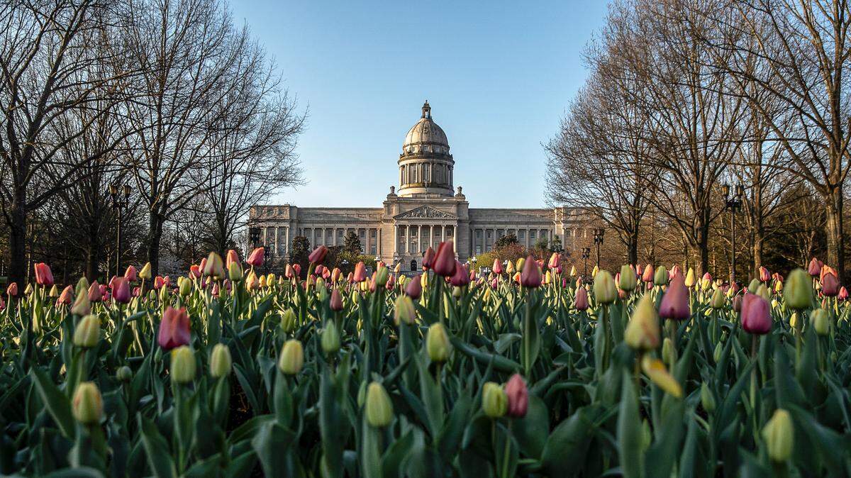 Tulips bloom along Capital Avenue near the Kentucky state Capitol in Frankfort.