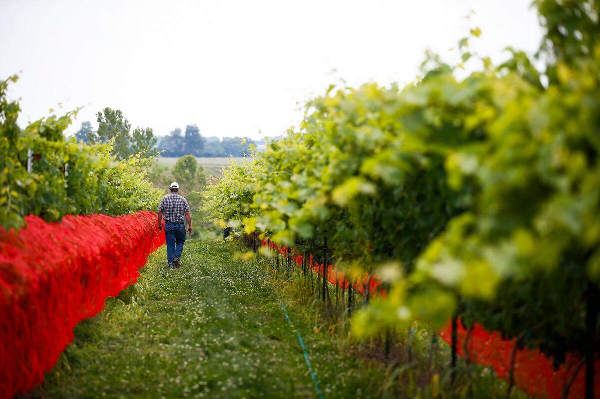 Vineyard manager Sean Lynch, of Lexington, Ky., walks between rows of grapevines at the University of Kentucky Horticulture Research Farm in Lexington, Thursday, July 20, 2017.
