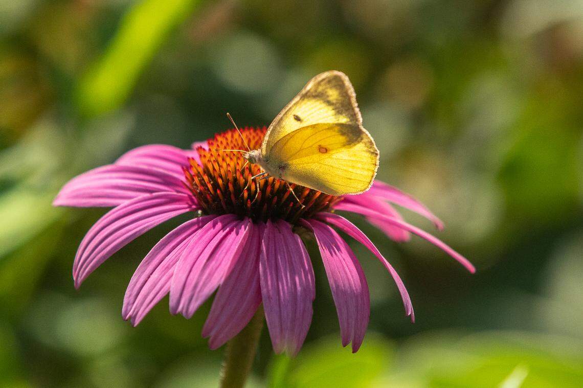 An orange sulphur butterfly, also known as an alfalfa butterfly, gathers nectar from a flower at the Arboretum, State Botanical Garden of Kentucky, in Lexington on Wednesday, July 29, 2020.