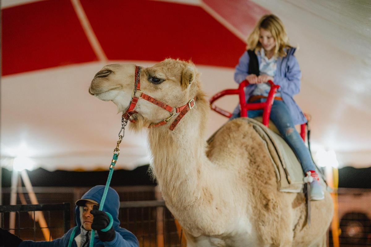 Camel rides are a popular attraction in the Holiday Village at Southern Lights at the Kentucky Horse Park. There is a separate fee for pony and camel rides.
