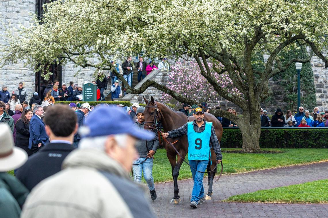 Spectators watch as a horse is brought to the paddock before a race on opening day of the Keeneland Spring Meet last April.
