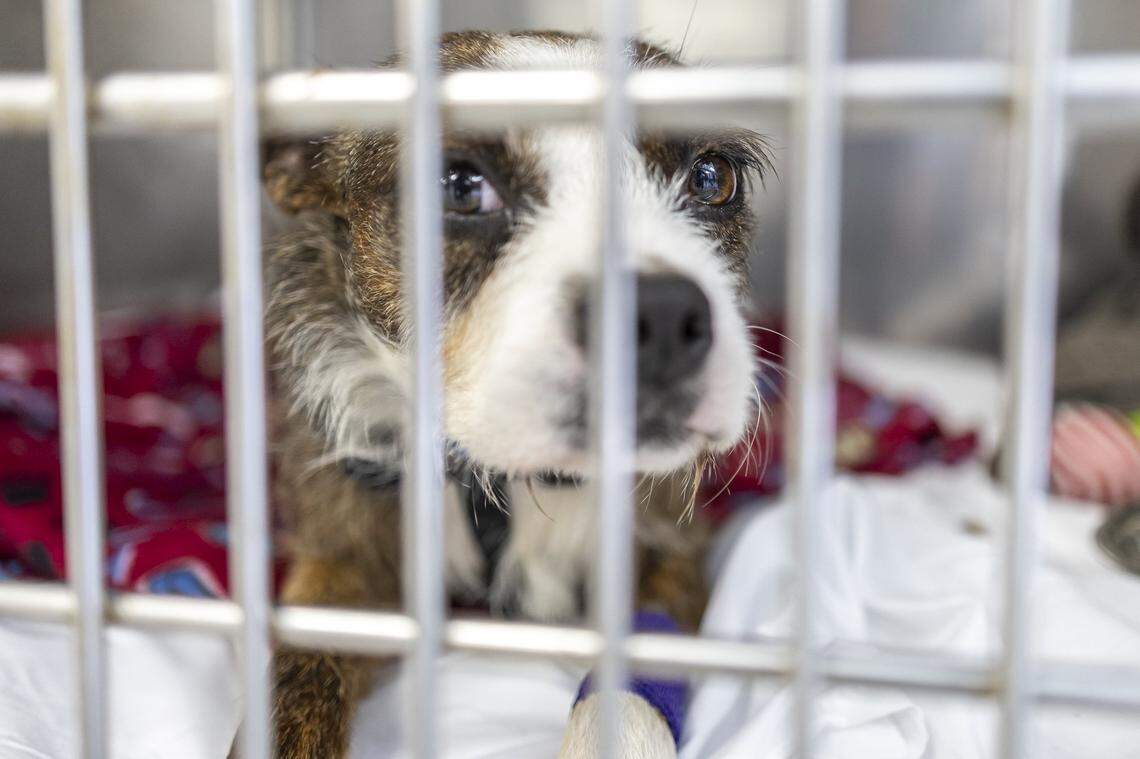 Brownie, recently brought from Estill County to Paws for the Cause in Lexington, Ky., is photographed in his kennel Thursday, Sept. 11, 2025.