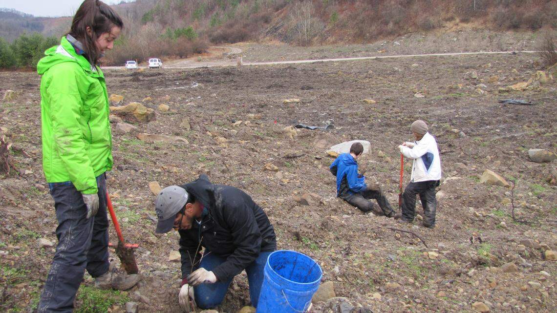 Student volunteers Christine Libre and Daniel Varghese from Georgetown University in Washington, D.C., foreground, and Colin Peterson and Maggie Wiener from the University of North Carolina at Chapel Hill, at rear, helped plant trees on an old surface-mine site in Breathitt County on 3/13/2015. The event was part of the work by a non-profit called Green Forests Work to restore forests on land that was mined and reclaimed without trees. Bill Estep photo