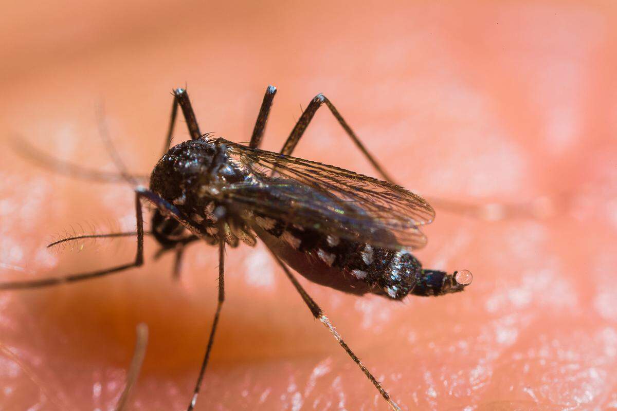 The Asian tiger mosquito, found in every Kentucky county and seen in this file photo, is known to be an aggressive biter.