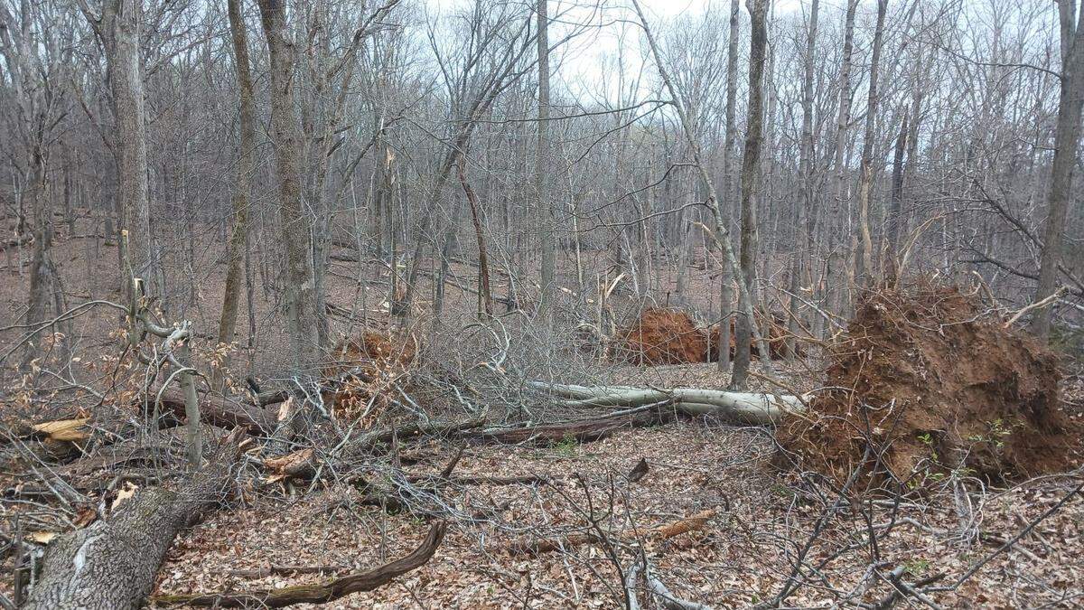 Several trees were knocked down by an EF-1 tornado in Doe Valley, Kentucky on March 30, 2025.