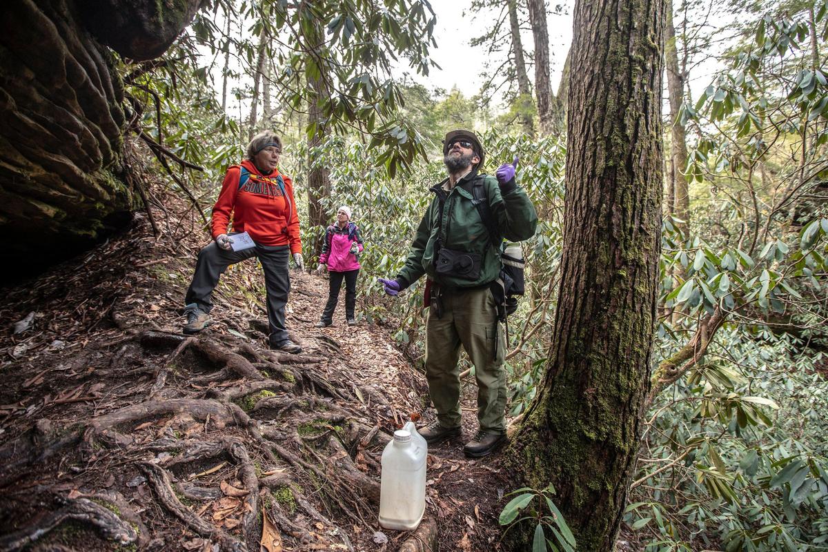 Teresa Bombard, from left, and Melanie Denny, both of Rockcastle County, and Jake Royse, a U.S. Forest Service forester, look for hemlock trees affected by the hemlock woolly adelgid near Vanhook Falls in the Daniel Boone National Forest in Laurel County, Ky., Wednesday, Jan. 29, 2020.