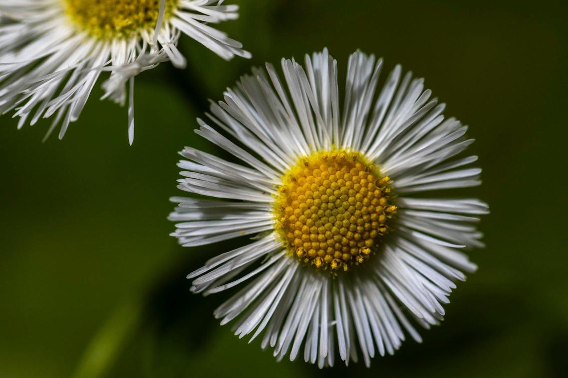 Wildflowers are on display at Pennyrile Forest State Resort Park.