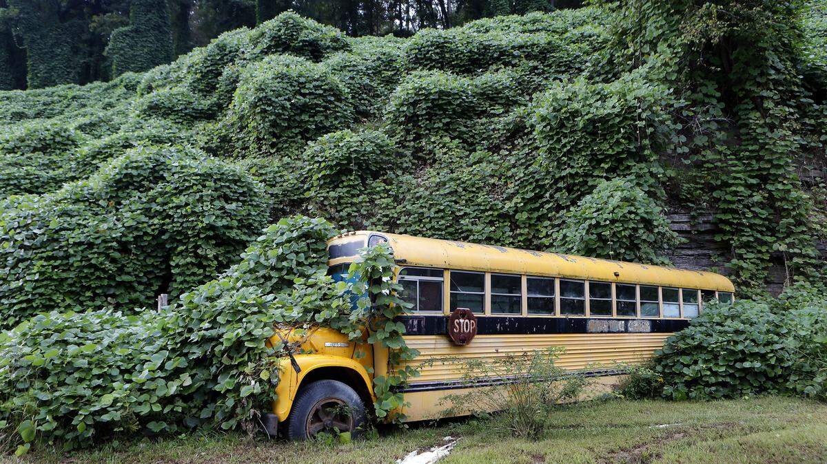 An old school bus is shrouded in fast-growing kudzu vines in this file photo. Here’s how to spot common invasive plants in Kentucky.