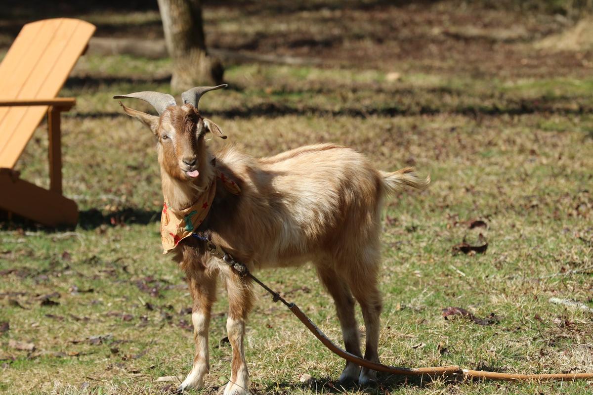 “Archie” is one of five goats available to interact with at Picnic with Goats in Lexington.