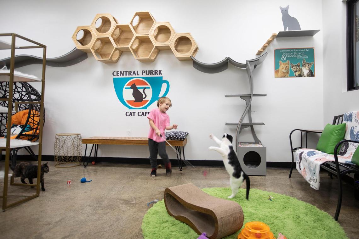 Maisey Fitzgerald, 5, plays with cats at Central Purrk Cat Cafe, which serves coffee, beer and baked goods. The cafe has 10 adult cats in its cat lounge available for adoption. The cats are from Scott County Humane Society. Customers can make reservations to spend time to play with the cats.