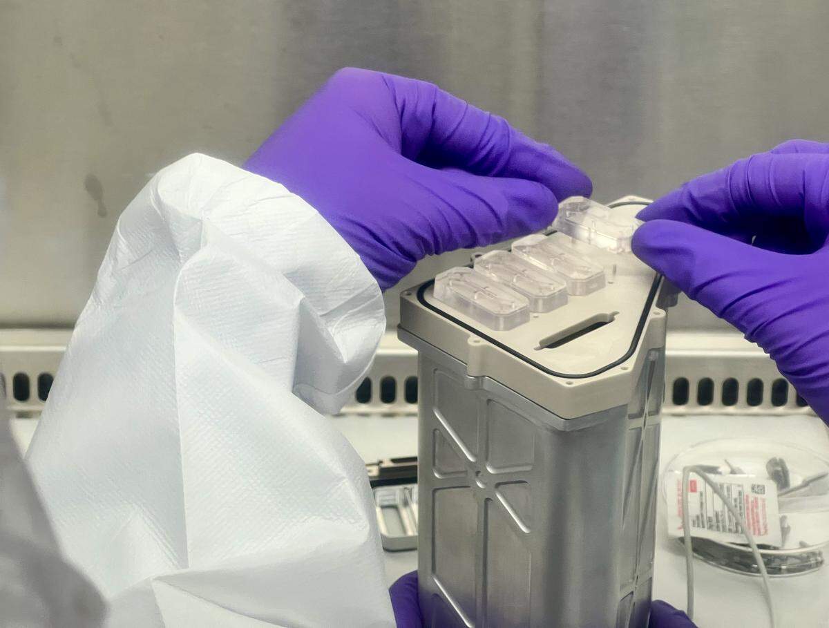 Four organ chips are installed into the AVATAR science bay to perform fluidic testing, which is critical to verify stable media delivery throughout the Artemis II mission.