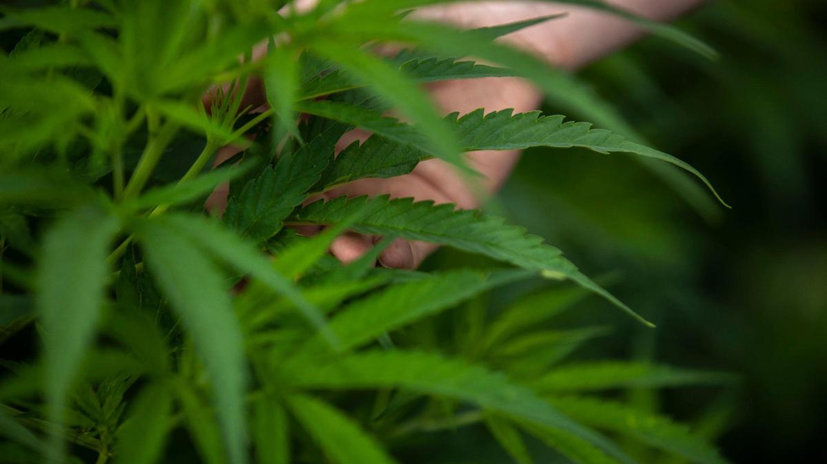 Industrial hemp experts say there is still a growing market for hemp products other than CBD oil — such as fiber for clothing and grain for animal feed.